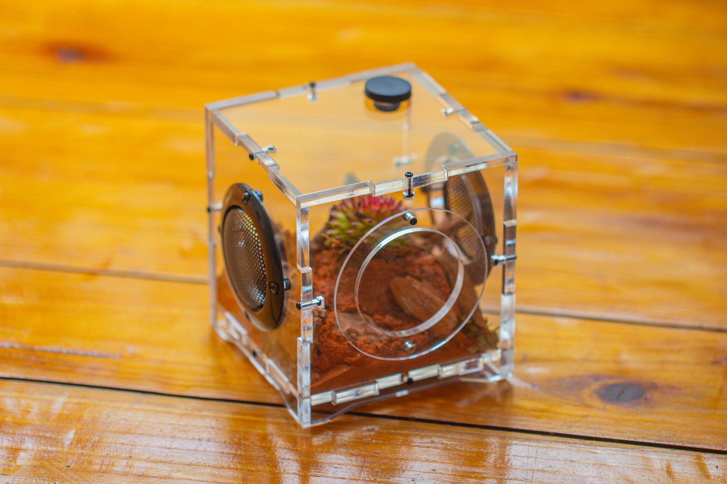 crapelles 4x4x4” Jumping Spider Acrylic Enclosure, Terrarium, With Magnetic Door, Mesh Vent, Feeding Hole (Decors Excluded)