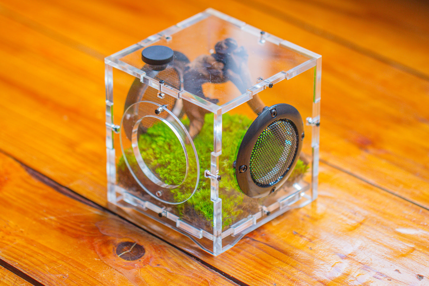 crapelles 4x4x4” Jumping Spider Acrylic Enclosure DIY Kit, Terrarium With Magnetic Door, Mesh Vent, Feeding Hole, Moss, Rock, Drift Wood