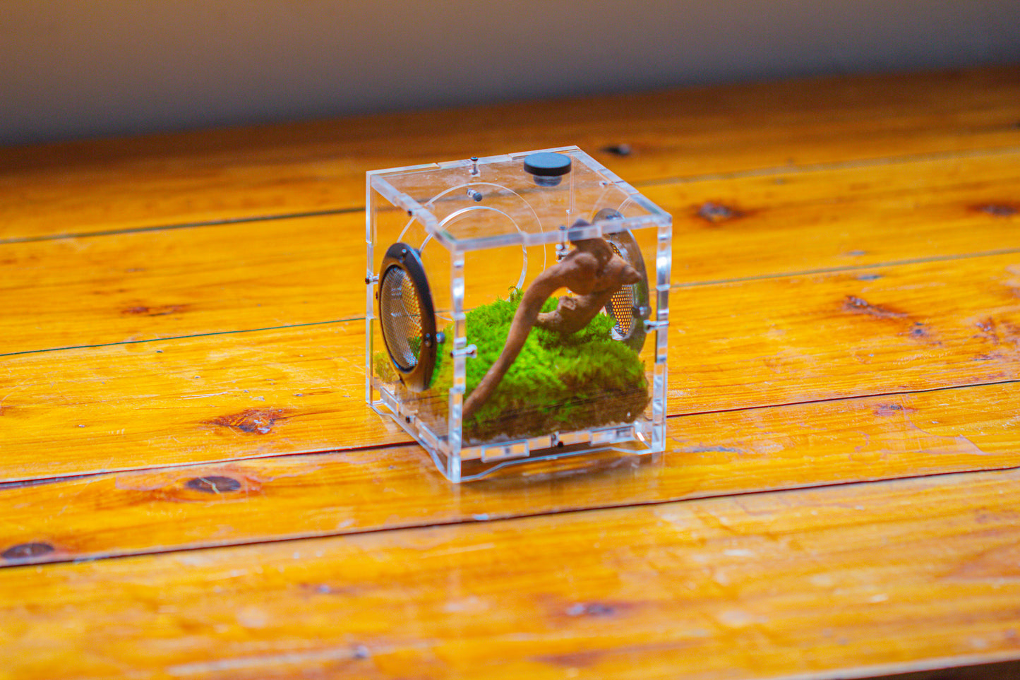 crapelles 4x4x4” Jumping Spider Acrylic Enclosure DIY Kit, Terrarium With Magnetic Door, Mesh Vent, Feeding Hole, Moss, Rock, Drift Wood