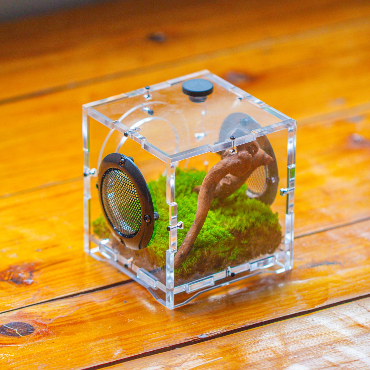 crapelles 4x4x4” Jumping Spider Acrylic Enclosure DIY Kit, Terrarium With Magnetic Door, Mesh Vent, Feeding Hole, Moss, Rock, Drift Wood