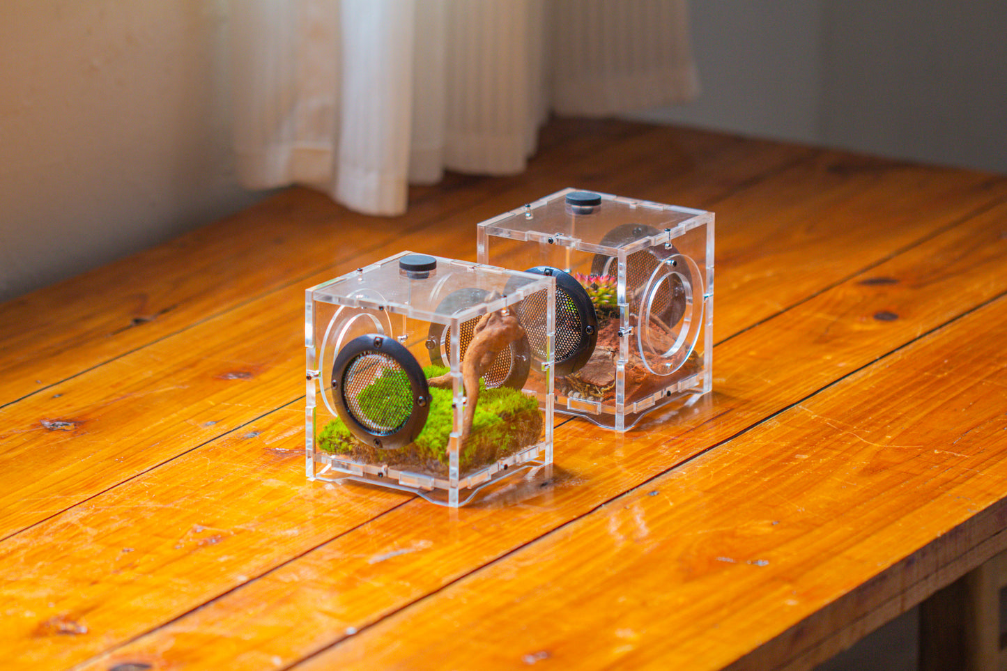 crapelles 4x4x4” Jumping Spider Acrylic Enclosure, Terrarium, With Magnetic Door, Mesh Vent, Feeding Hole (Decors Excluded)