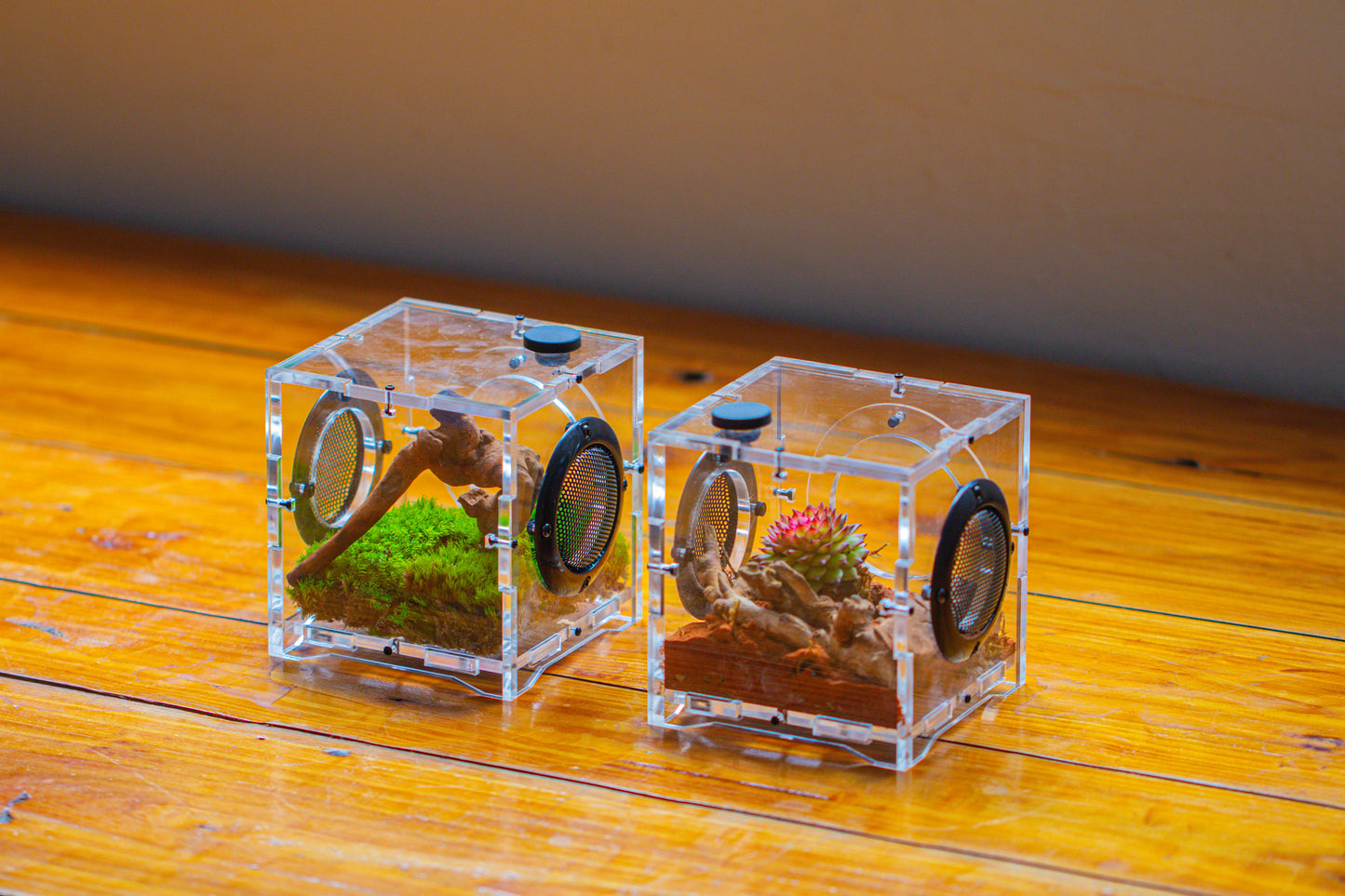 crapelles 4x4x4” Jumping Spider Acrylic Enclosure, Terrarium, With Magnetic Door, Mesh Vent, Feeding Hole (Decors Excluded)