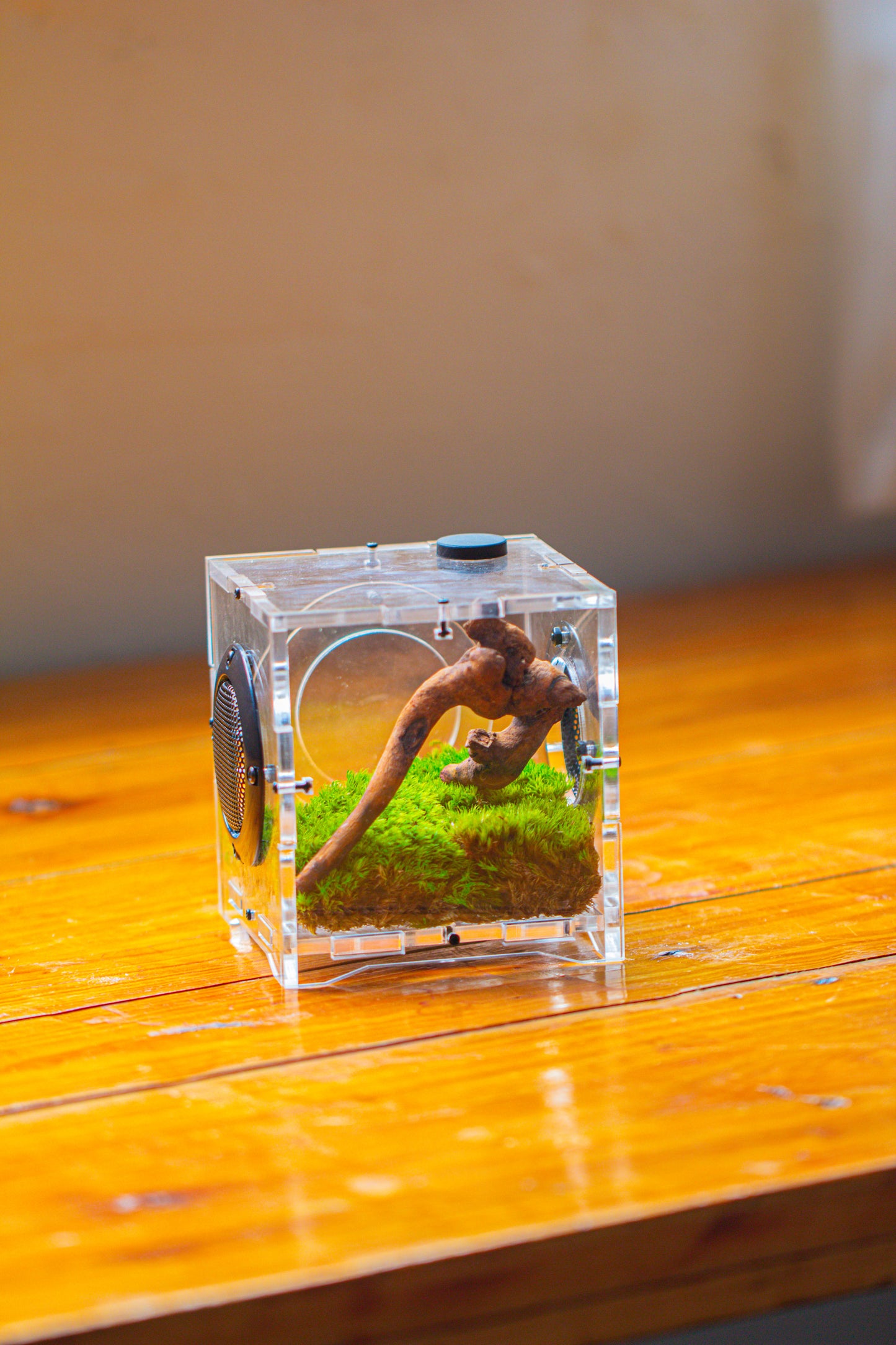 crapelles 4x4x4” Jumping Spider Acrylic Enclosure DIY Kit, Terrarium With Magnetic Door, Mesh Vent, Feeding Hole, Moss, Rock, Drift Wood