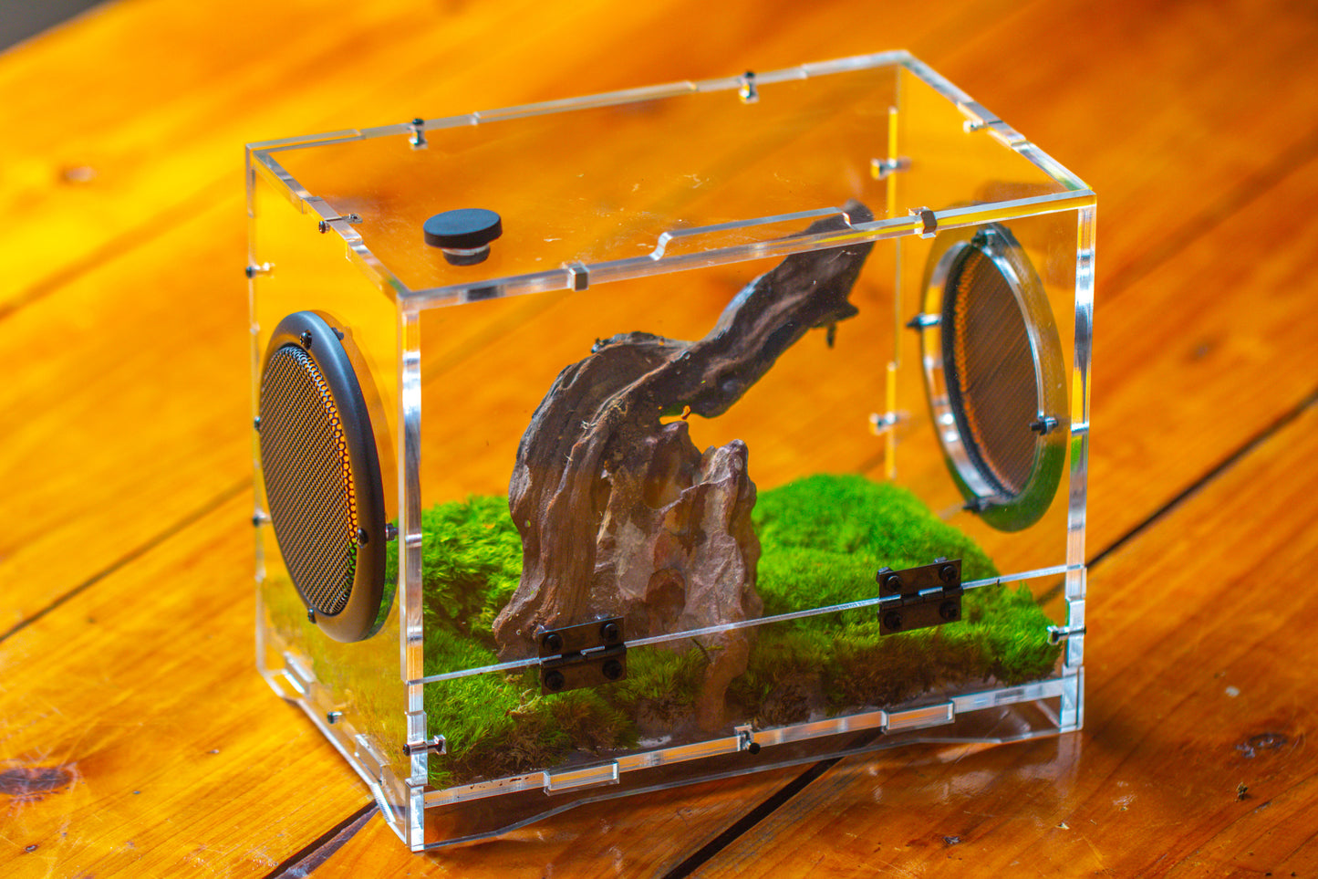 crapelles 8x5x6” Jumping Spider Acrylic Enclosure DIY Kit, Terrarium, With Magnetic Door, Mesh Vent, Feeding Hole, Moss, Rock, Drift Wood