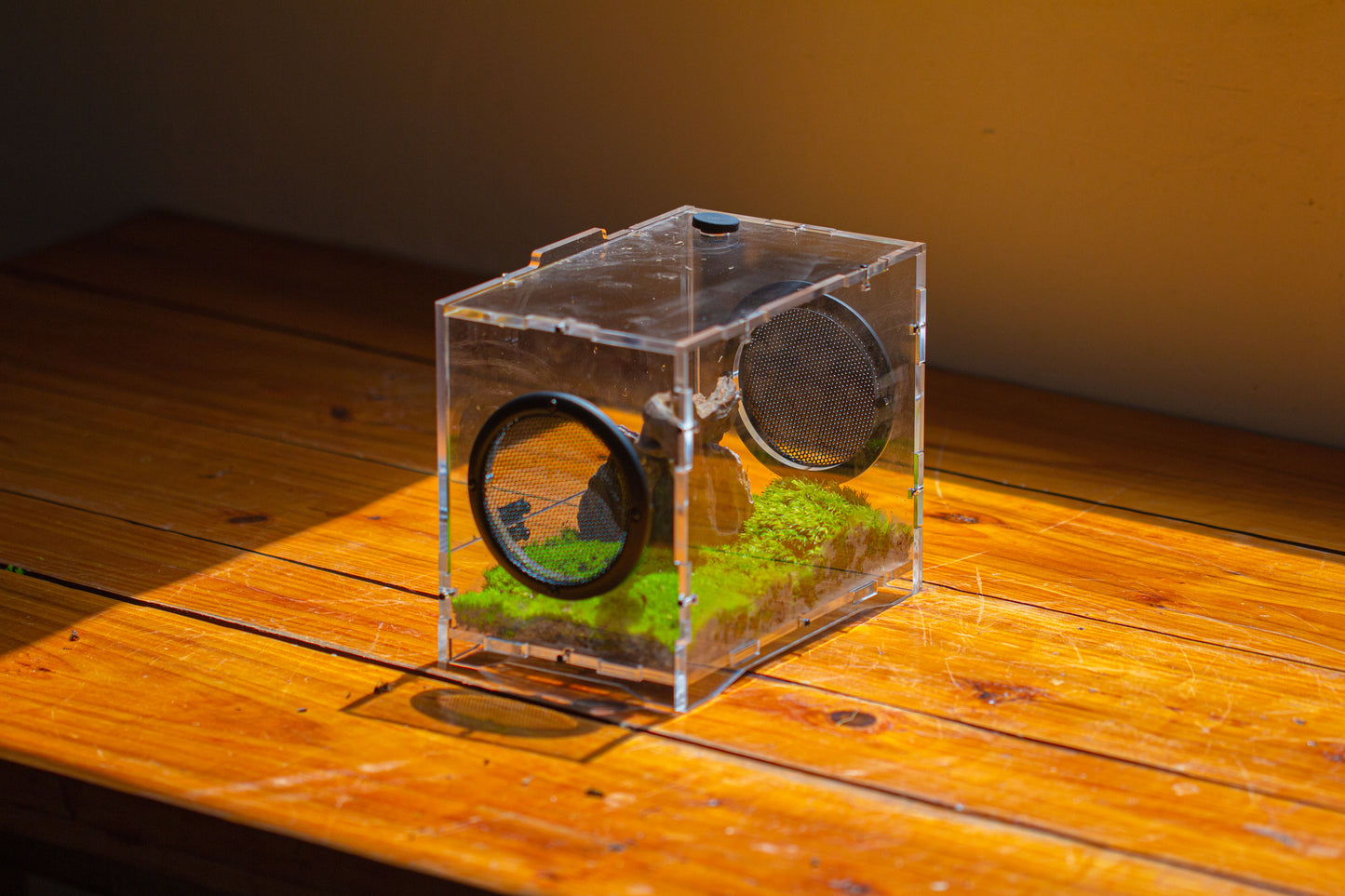 crapelles 8x5x6” Jumping Spider Acrylic Enclosure DIY Kit, Terrarium, With Magnetic Door, Mesh Vent, Feeding Hole, Moss, Rock, Drift Wood