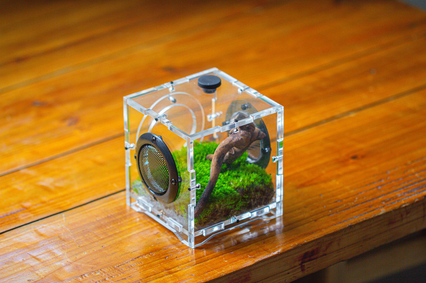 crapelles 4x4x4” Jumping Spider Acrylic Enclosure DIY Kit, Terrarium With Magnetic Door, Mesh Vent, Feeding Hole, Moss, Rock, Drift Wood