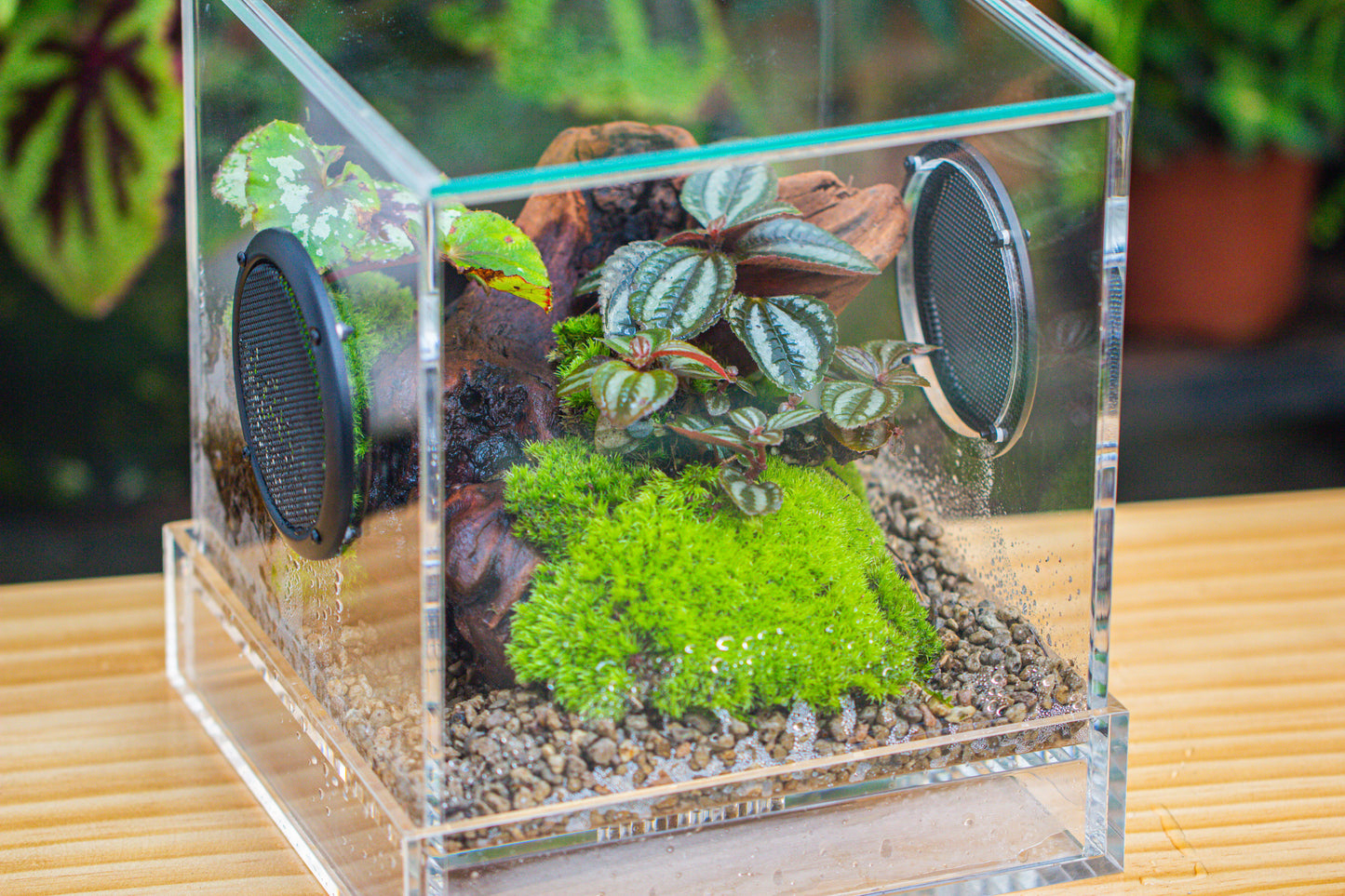 crapelles Handmade Cube Acrylic Closed Enclosure Terrarium, with Metal Mesh Vents, Drainage Bottom, for Plants, Spiders, Small Insects