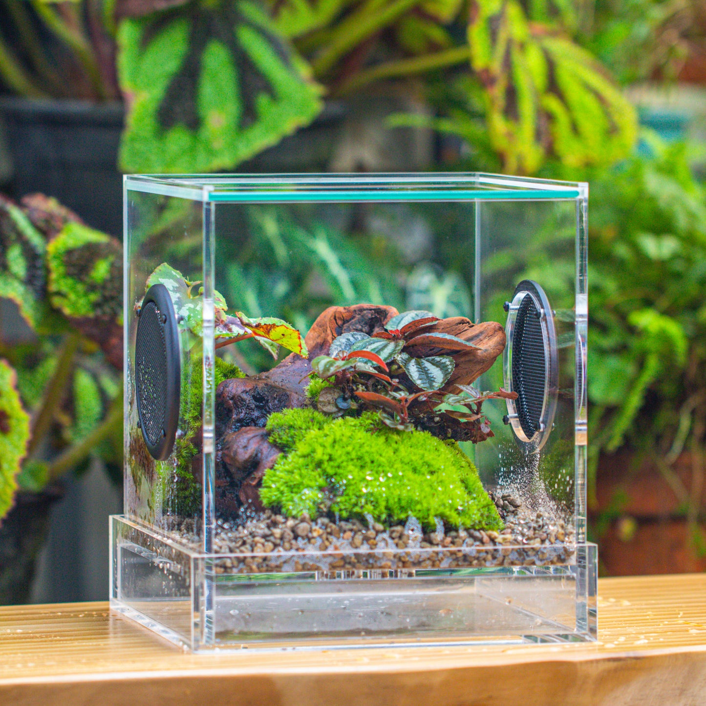 crapelles Handmade Cube Acrylic Closed Enclosure Terrarium, with Metal Mesh Vents, Drainage Bottom, for Plants, Spiders, Small Insects