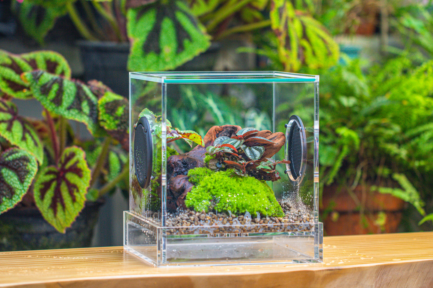 crapelles Handmade Cube Acrylic Closed Enclosure Terrarium, with Metal Mesh Vents, Drainage Bottom, for Plants, Spiders, Small Insects