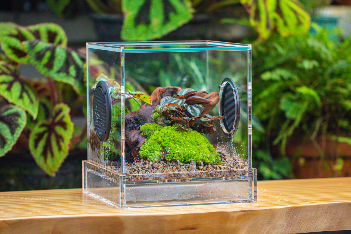 crapelles Handmade Cube Acrylic Closed Enclosure Terrarium, with Metal Mesh Vents, Drainage Bottom, for Plants, Spiders, Small Insects