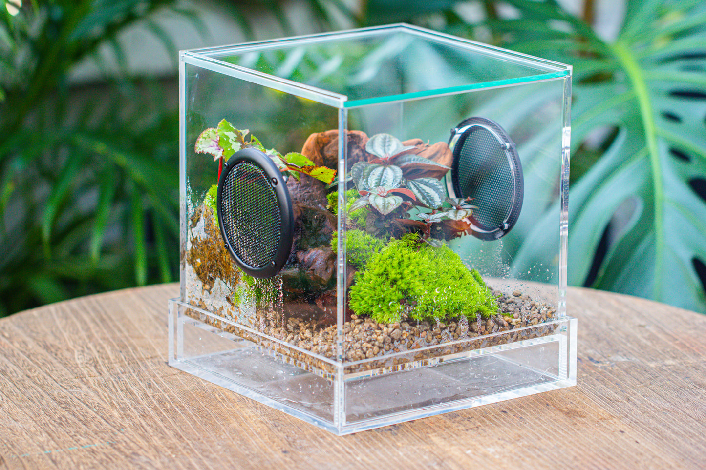 crapelles Handmade Cube Acrylic Closed Enclosure Terrarium, with Metal Mesh Vents, Drainage Bottom, for Plants, Spiders, Small Insects