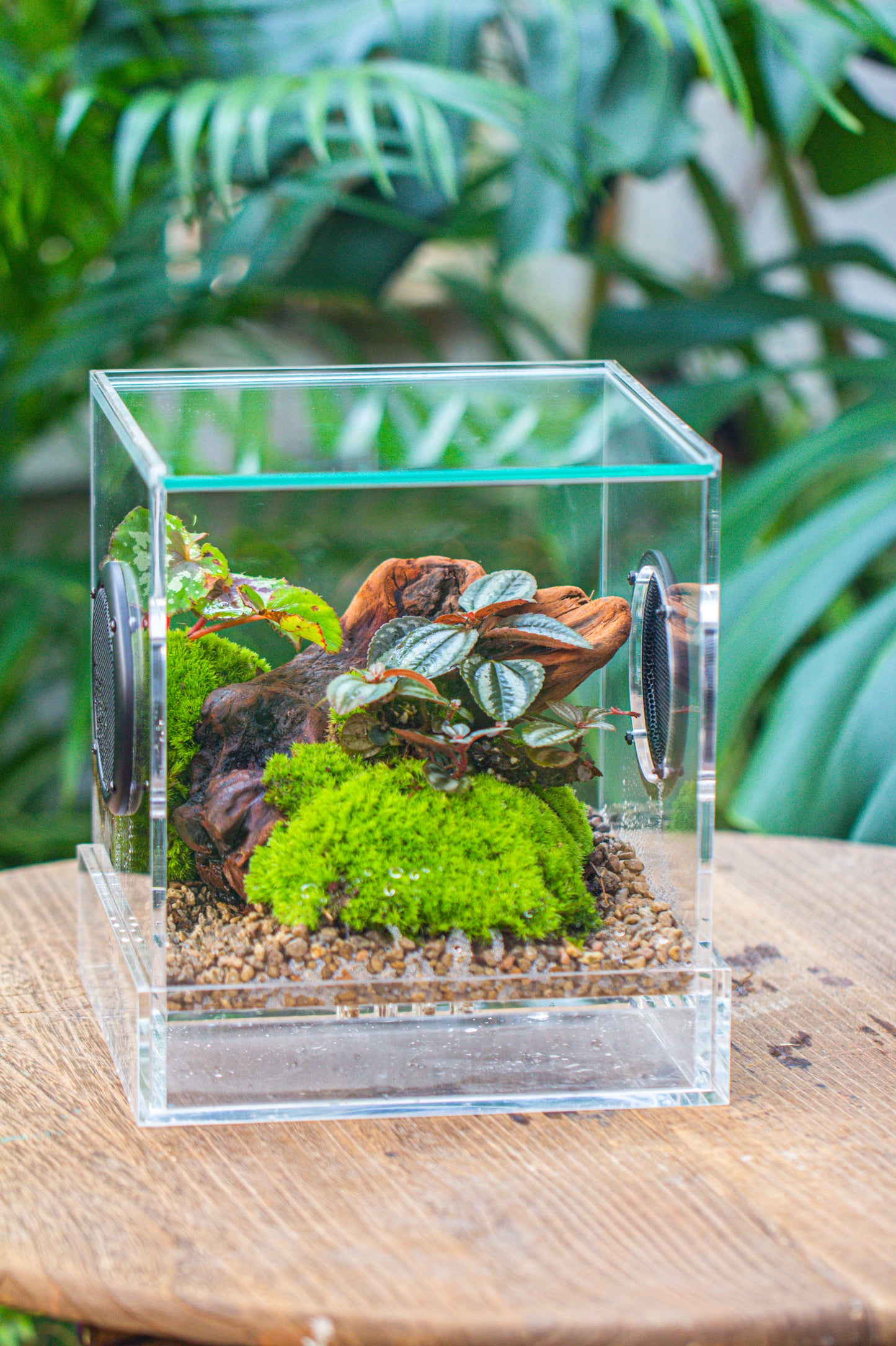 crapelles Handmade Cube Acrylic Closed Enclosure Terrarium, with Metal Mesh Vents, Drainage Bottom, for Plants, Spiders, Small Insects