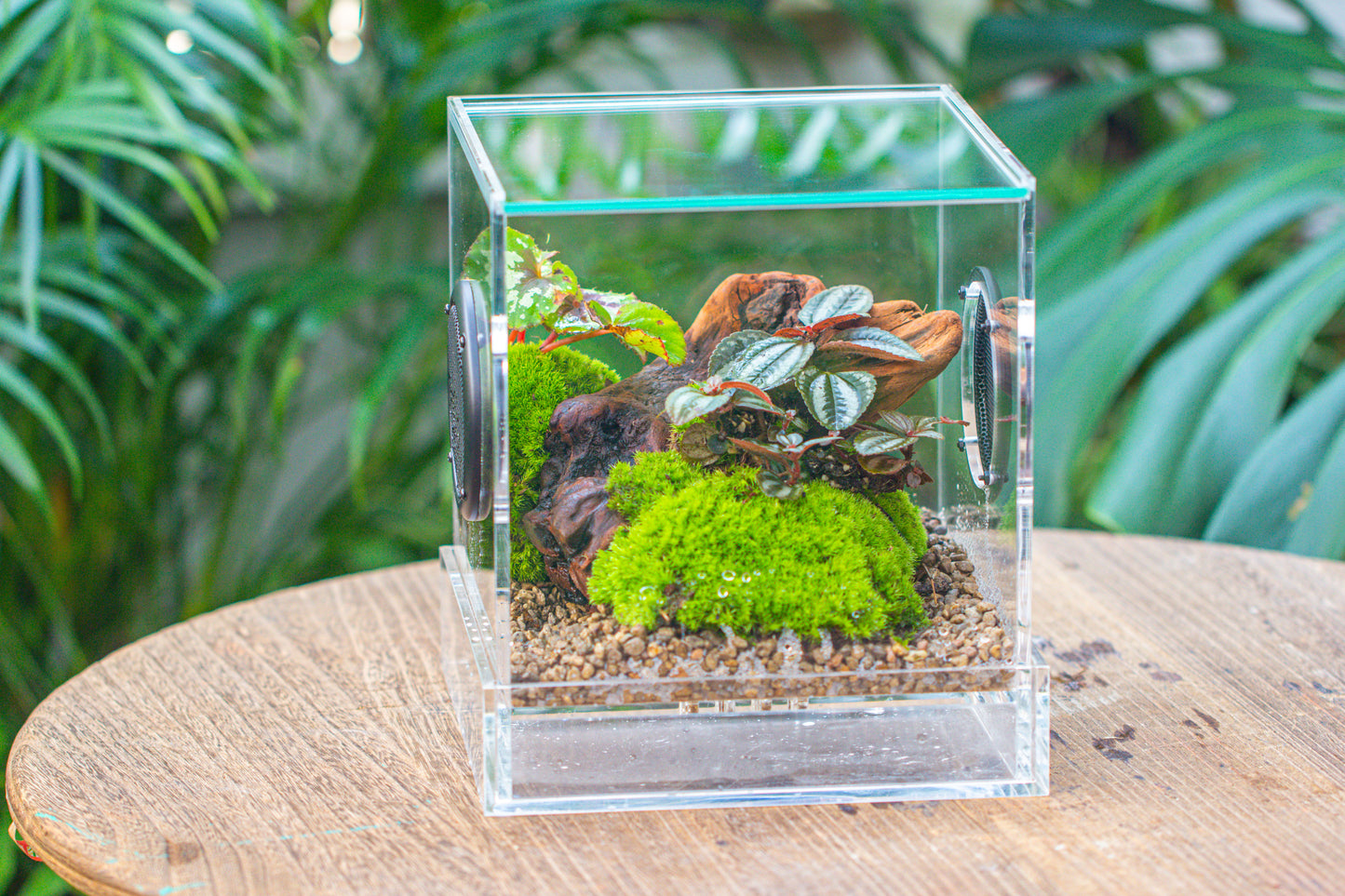 crapelles Handmade Cube Acrylic Closed Enclosure Terrarium, with Metal Mesh Vents, Drainage Bottom, for Plants, Spiders, Small Insects