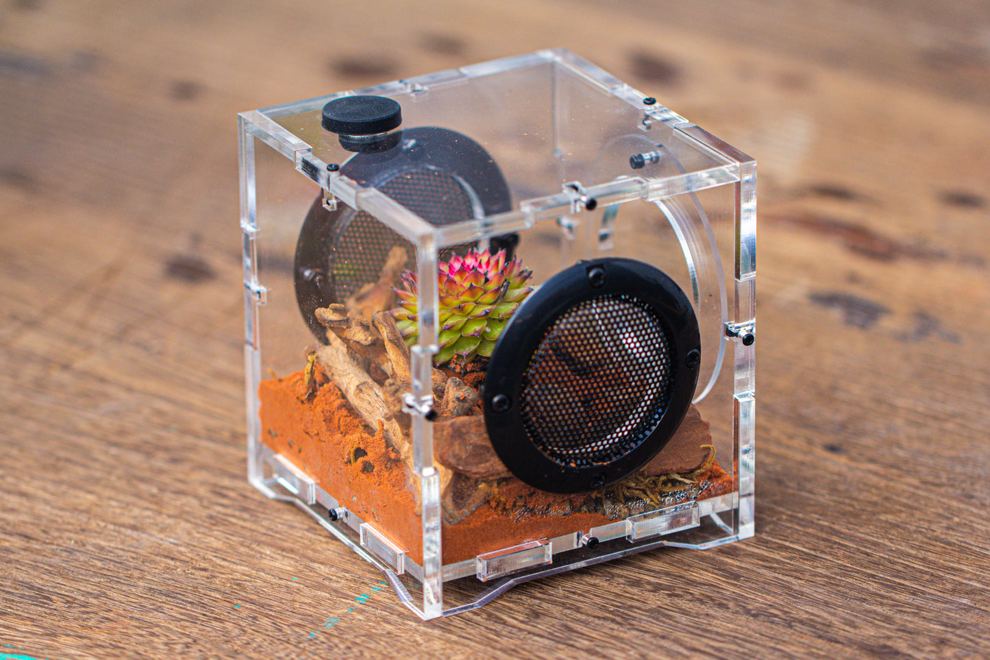 crapelles 4x4x4” Jumping Spider Acrylic Enclosure, Terrarium, With Magnetic Door, Mesh Vent, Feeding Hole (Decors Excluded)