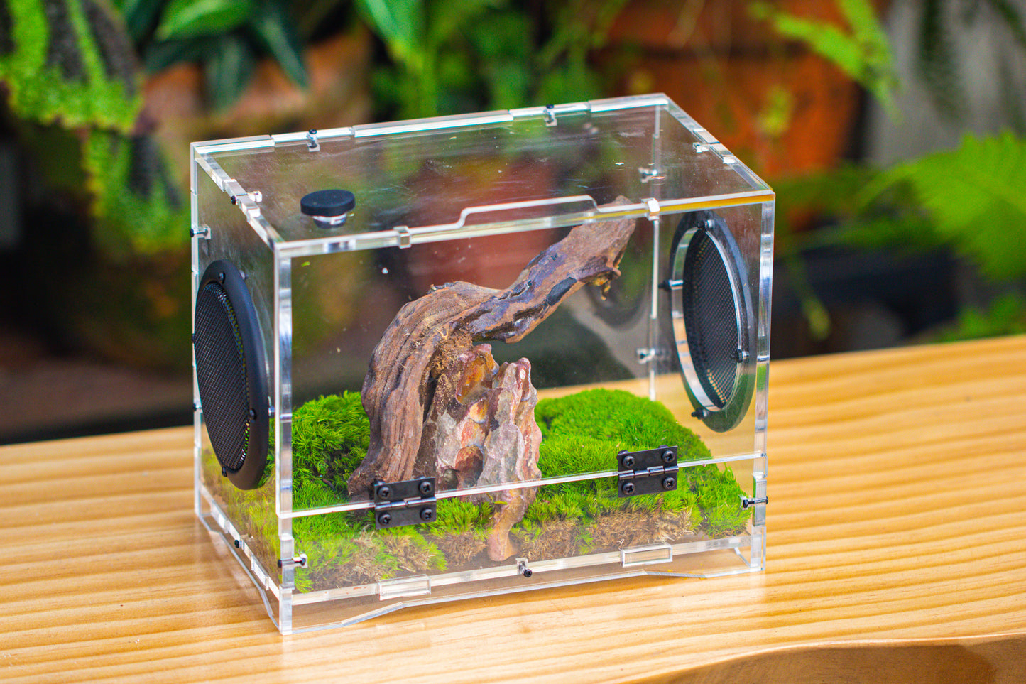 crapelles 8x5x6” Jumping Spider Acrylic Enclosure DIY Kit, Terrarium, With Magnetic Door, Mesh Vent, Feeding Hole, Moss, Rock, Drift Wood