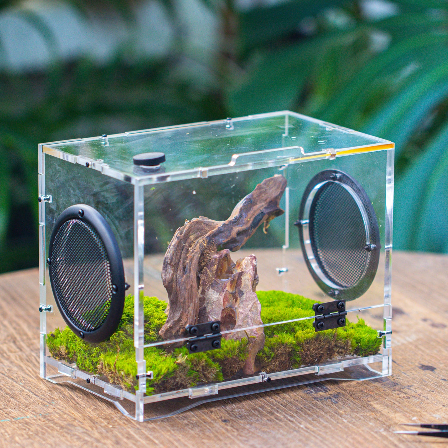 crapelles 8x5x6” Jumping Spider Acrylic Enclosure DIY Kit, Terrarium, With Magnetic Door, Mesh Vent, Feeding Hole, Moss, Rock, Drift Wood