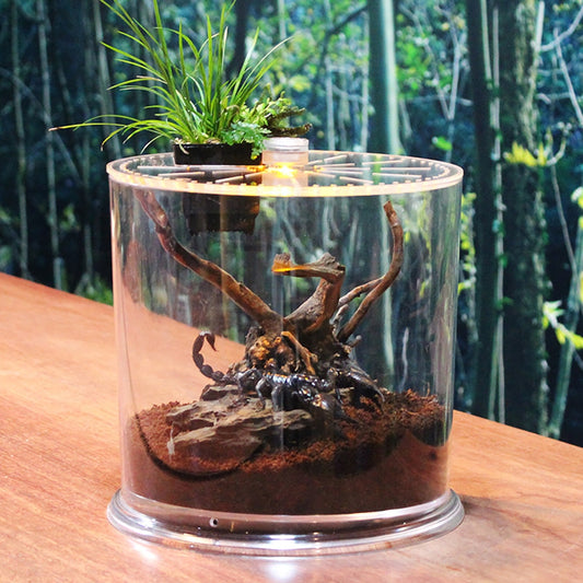 Round Transparent Desktop Acrylic Spider Insect Habitat Case Box  Ecosystem Planter