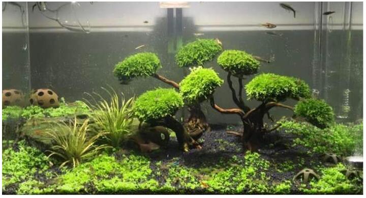 Natural Lanscapeing Decor Moss tree for Aquarium Fish Tank