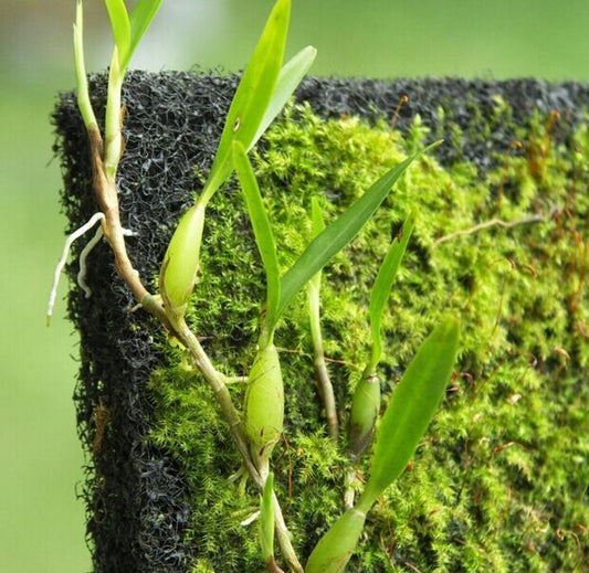 Rainforest Tank Vivarium Paludarium Terrarium Landscaping Pad Planting Panels fiberboard for Growing Air plant moss growth cotton