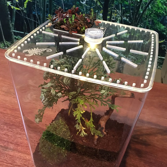 Tall Transparent Desktop Acrylic Spider Insect Habitat Case Box  Ecosystem Planter